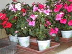 DSCN6188.JPG