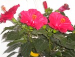DSCN6187.JPG