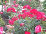 DSCN6185.JPG