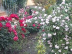 DSCN6183.JPG