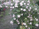DSCN6182.JPG