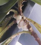 insectes blancs 1 forum.jpg