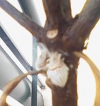 insectes blancs 2 forum.jpg
