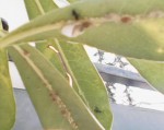 insectes blancs 3 forum.jpg