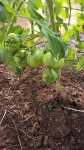 On trouve déjà de beau fruits sur les plants.