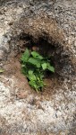 Les tomates sont plantées de la même manière que les courgettes ou aubergine,avec seulement en plus,des orties au fond des trous de plantation.<br />Habituellement j'en met aussi pour les courgettes et aubergines mais cette année,les orties ont moins poussées(on se demande pourquoi)et par conséquent je n'en avait pas assez.