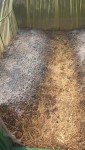 J'ai étalé un peu de cendre de bois sur le sol avant la plantation.