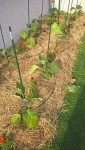 J'ai également planté des œillets d'inde entre les aubergines.