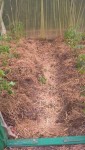 Le foin retiré avant la plantation à été redisposé au sol et sera prochainement complété par un nouvel apport de paillis.