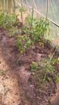 Les œillets d'indes ont étés plantés