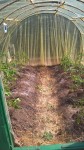 La plantation terminée avec au total 16 pieds de tomates plantés.
