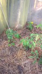 Voici le 16 ème pied de tomate