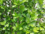 20150523_140452.jpg