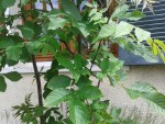 20150523_140514.jpg
