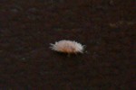 parasite copie.jpg