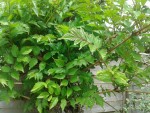 20150523_140429.jpg