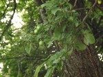 DSCF5265.JPG