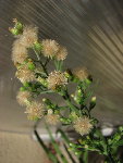 IMG_9324_1_1.JPG