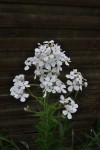 fleurs