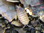 IMG_0742.JPG