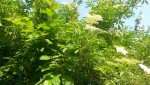 20150527_193835.jpg
