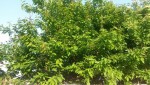 20150527_193751.jpg
