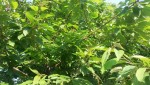 20150527_193816.jpg