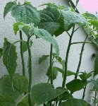 tiges physalis.JPG