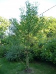salix n°3.JPG