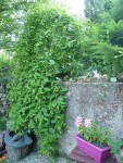 salix n°2.JPG