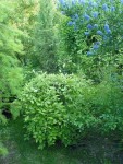 salix n°1.JPG