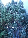 sapin 2.jpg