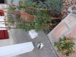_100_0058.JPG