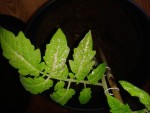 20150512_080649bis.jpg