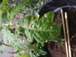 20150529_142347bis.jpg