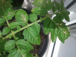 20150529_142410bis.jpg