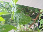 DSCN1169bis.jpg