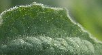 Bestiole physalis3.JPG