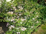 viburnum plicatum pink beauty, il commence à virer au rose:floraison tres longue!