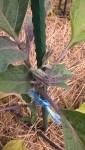Les fleurs des aubergine apparaissent.