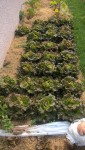 La plantation de salades faite le 17 avril.