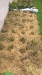 Les salades plantées le 14 mai.<br />Elles ont fortement soufferts du sec,et commencent donc seulement à se développer.