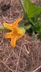 Les premières fleurs de courgettes.<br />Bientôt la première récolte!!!!