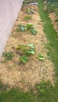 Les courgettes.