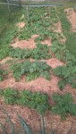 Les pommes de terre