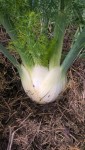 Les fenouils sont déjà très gros,je vais les récolter et les manger dans la semaine normalement.
