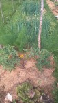 2 pieds de tomates plantés en pleine terre,avec les fenouils derrière.