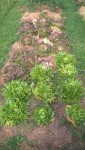 Les salades que l'on mange actuellement.<br />Elles ont été plantées le 20 mars.