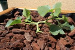 mon plant de melon