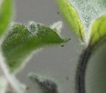 Bestiole physalis4.JPG